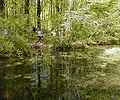 La Mare aux Fourmis