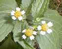 Le Galinsoga parviflora entre dans la prparation du plat national colombien (http://yoann.hue.free.fr/galinsoga.html)