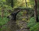 Le petit pont en sous bois