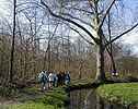 Des arbres tout aussi remarquables que les ntres  Fontainebleau