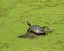 Une tortue fait bronzette sur son radeau -  Muguette