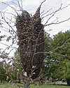 Un essaim d'abeilles, bzzzzz a voltige tout autour