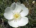 Rose Pimprenelle