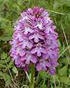 Orchis pyramidal (Anacamptis pyramidalis)