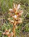 Orobanche de la Germandre (O. teucrii) ;
quelques feuilles de Germandre au pied de l'Orobanche permettent de l'identifier