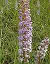Orchis moustique