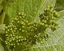 Vigne en boutons