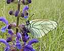 Papillon sur Sauge des prs